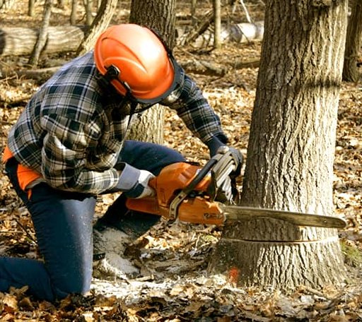 Tree Removal in Saint Albans, ME